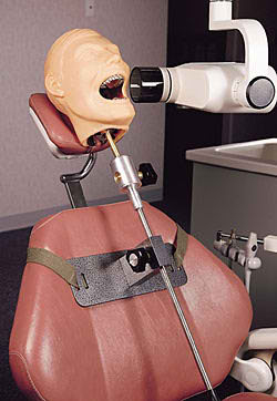 Adult X-Ray Dental Manikin