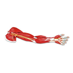 Arm Muscle (7-Part) 