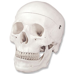 Human Skulls (3-Part) - Unnumbered