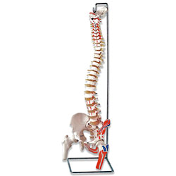 Flexible Vertebral Column with Femur Heads, Muscle Insertions, and Removable Sacral Chest 
