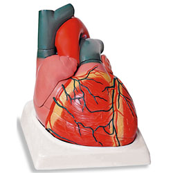 4-Part Giant Heart 