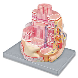 Skeletal Muscle Fiber Model 