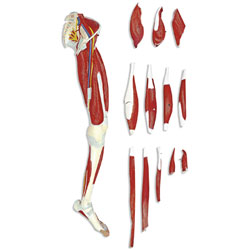 Leg Muscle (13-Part) 