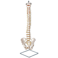 Flexible Vertebral Column Model