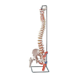 Flexible Vertebral Column with Removable Sacral Crest 