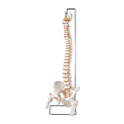 Flexible Vertebrae Column with Open Sacrum and Femur Heads 