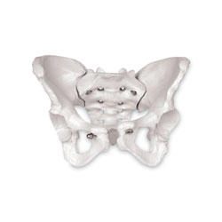 Female Skeletal Pelvis