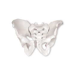 Male Skeletal Pelvis 