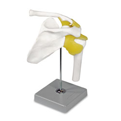 Shoulder Joint Model 