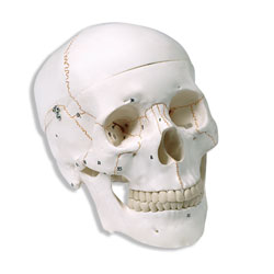 Human Skulls (3-Part) - Numbered 