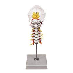 Cervical Spinal Column Model