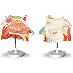Human Respiratory System with Magnified Alveolus Model 