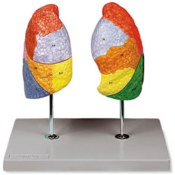 Lungs Model (Segmented)