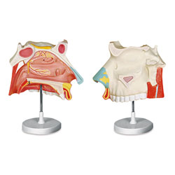 Nasal Cavity Model (3-Part)