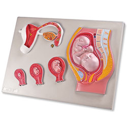 Fetal Development Model