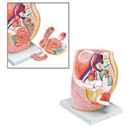 Female Pelvis Model (3 Part)