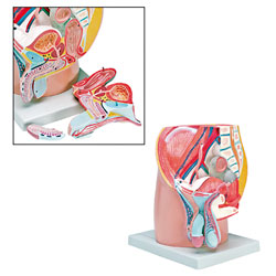 Male Pelvis Model (4 Part) 