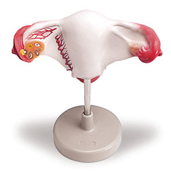 Internal Female Reproductive Organs Model