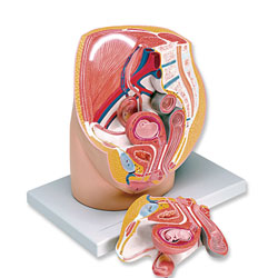 Female Pelvis with 8-Week Embryo Model (3 Part) 