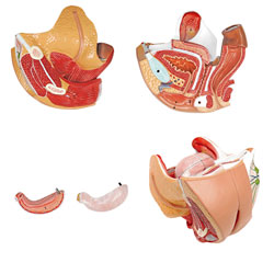 Large view  Female Genital Organs Model (4 Parts) 