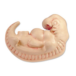 Human Embryo Model (4 Weeks) 