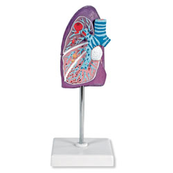 Pathological Model of the Lung