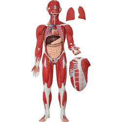 Muscular Figure (30-Part) 