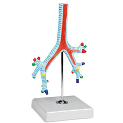 Model of Segmented Bronchi
