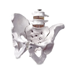 Model of Pelvis with 4th and 5th Lumbar Vertebrae 