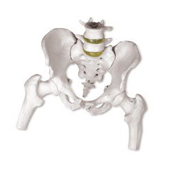Pelvis Model with 4th and 5th Vertebrae and Femur Heads 