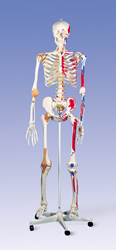 Super Skeleton Sam, on 5 feet roller stand