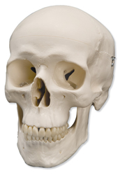 Classic Skull, 3 part