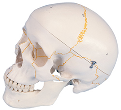 Numbered Classic Skull, 3 part