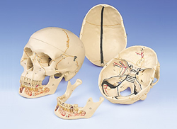 Classic Skull, with Opened Lower Jaw, 3 part