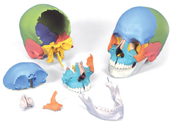 3B Scientific&reg; Beauchene Adult Human Skull – Didactic Version, 22 part