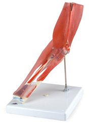 Elbow Joint with removable muscles, 8 parts