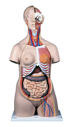 Deluxe Dual-Sex Torso, 24 part