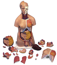 Deluxe Dual-Sex Torso, 20 part
