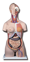 Deluxe Dual-Sex Torso with Opened Back, 28 part