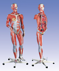 Deluxe Dual Sex Muscle Figure, 45-part, 3/4 Life Size