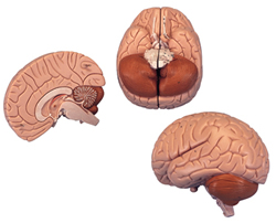 Brain, 2 part