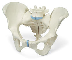 Female Pelvis, 3 part
