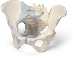 Female Pelvis with Ligaments, 3 part
