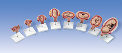 3B Scientific&reg; Pregnancy Series