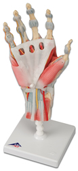 Hand Skeleton Model with Ligaments and Muscles