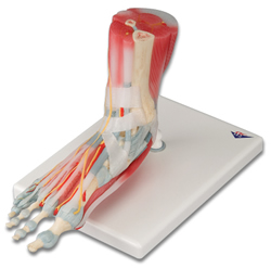 Foot Skeleton Model with Ligaments and Muscles