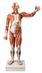 Life size Male Muscular Figure, 37-part
