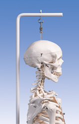 Human Skeleton Model Stan, on hanging 5 feet roller stand