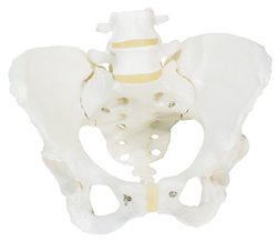 Pelvic Skeleton, female