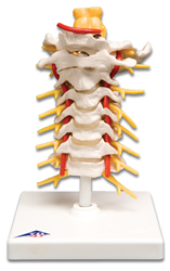 Cervical Spinal Column